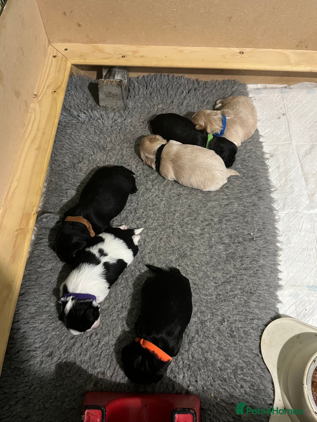 Shih Tzu dogs for sale: Shih Tzu Puppies (standard) - Image 14