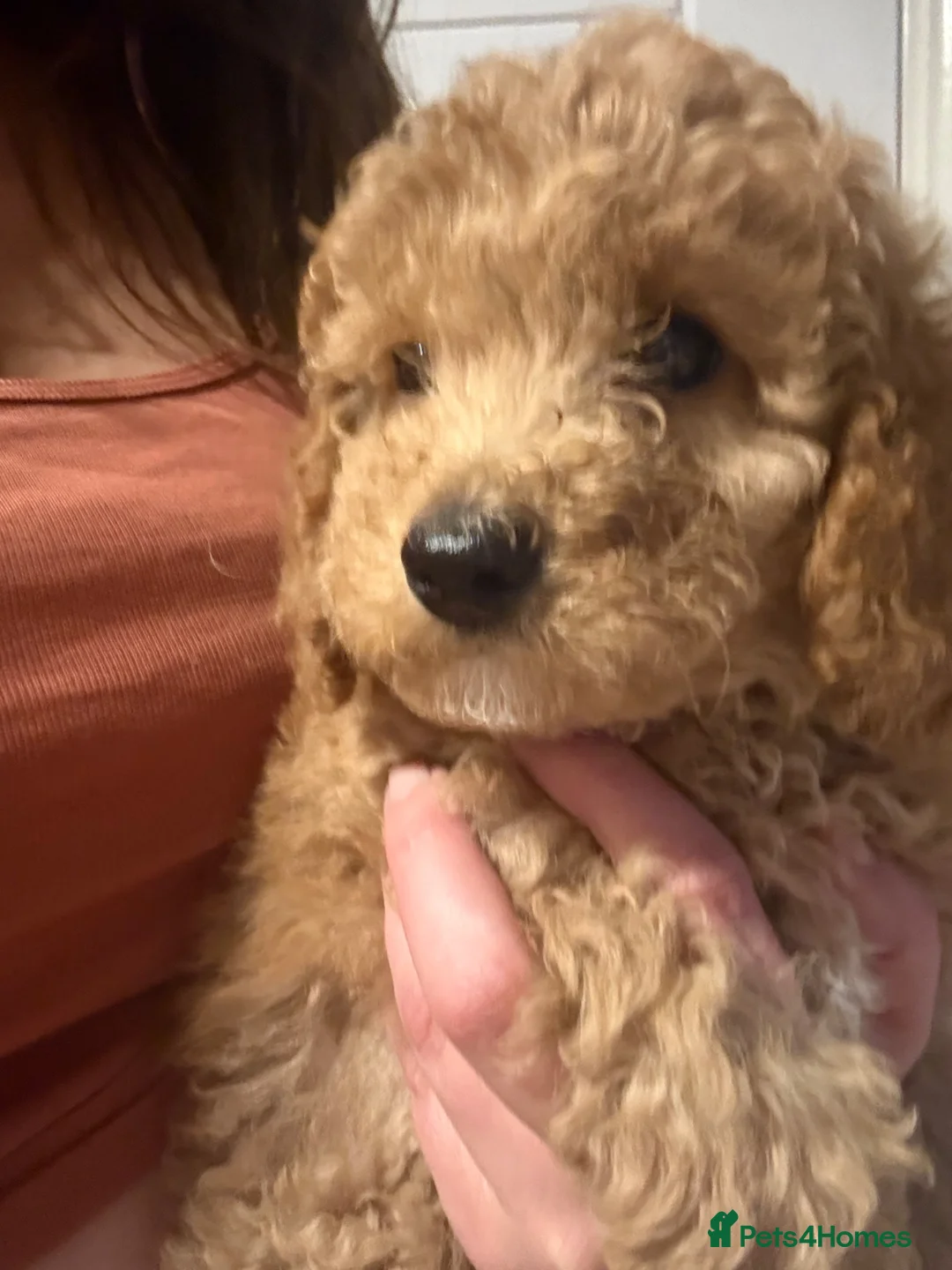 Miniature Poodle dogs for sale: READY TO GO 🐾 Miniature Poodle Puppies🐾 - Advert 2