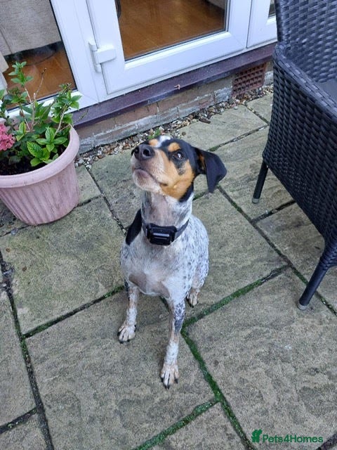Mixed Breed dogs Playful Pedro  - Advert 2