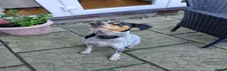 Mixed Breed dogs for adoption: Playful Pedro  - Advert 2