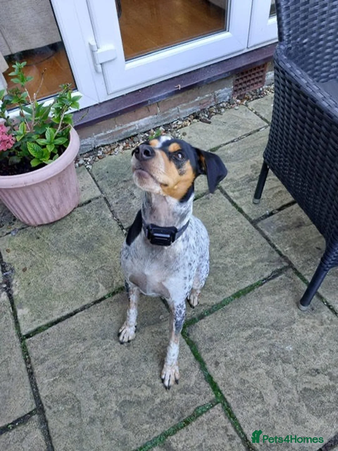 Mixed Breed dogs for adoption: Playful Pedro  - Advert 2