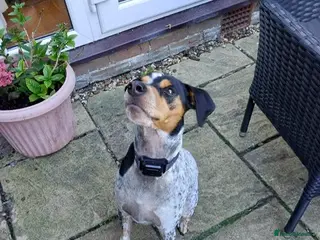 Mixed Breed dogs Playful Pedro - Advert 2