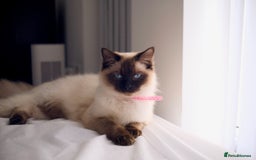 Ragdoll cats for sale: Adorable Baby Ragdolls Ready for Loving Homes - Image 7