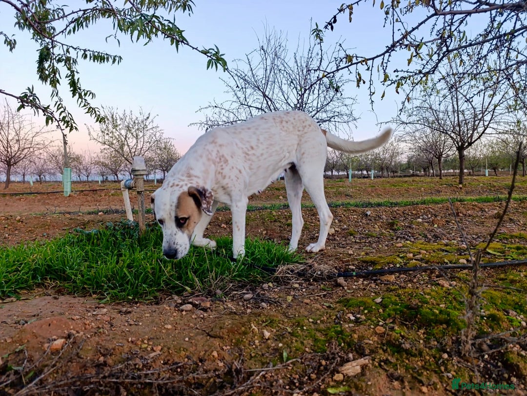 Mixed Breed dogs for adoption: ‼️🚨URGENT🚨‼️ Bimba🩷🐾 - Advert 3