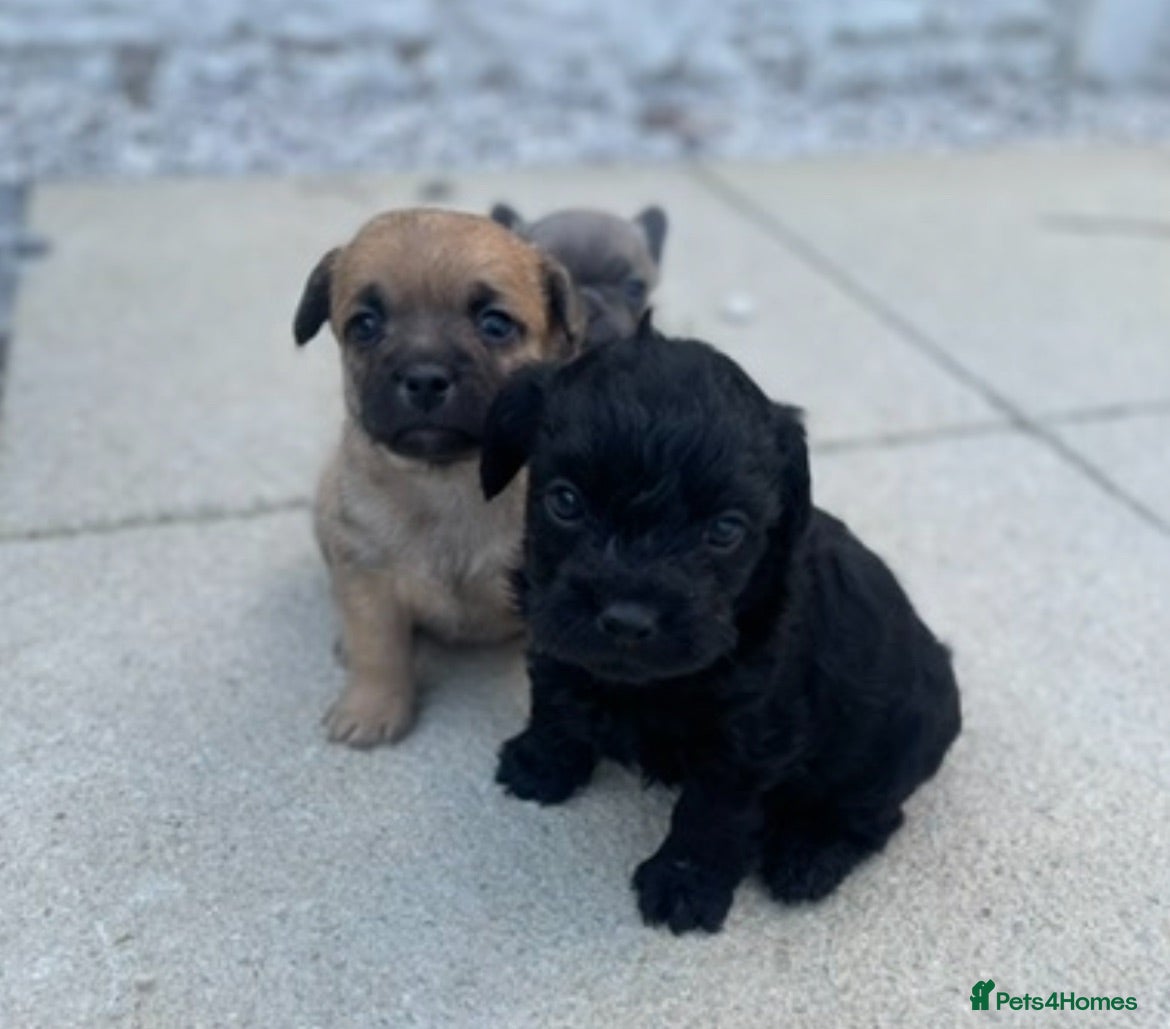 Mixed Breed dogs Foodles ready to leave flr the perfect 4ever home - Advert 1