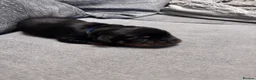 Rottweiler dogs for sale: ELITE KC REGISTERED GERMAN ROTTWEILER PUPPIES  - Advert 19
