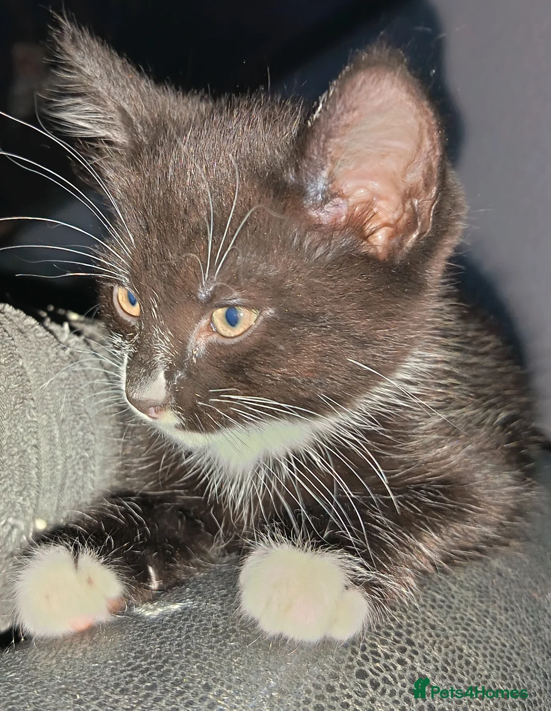 Mixed Breed cats for sale: Three Tuxedo kittens in Manchester - Advert 2