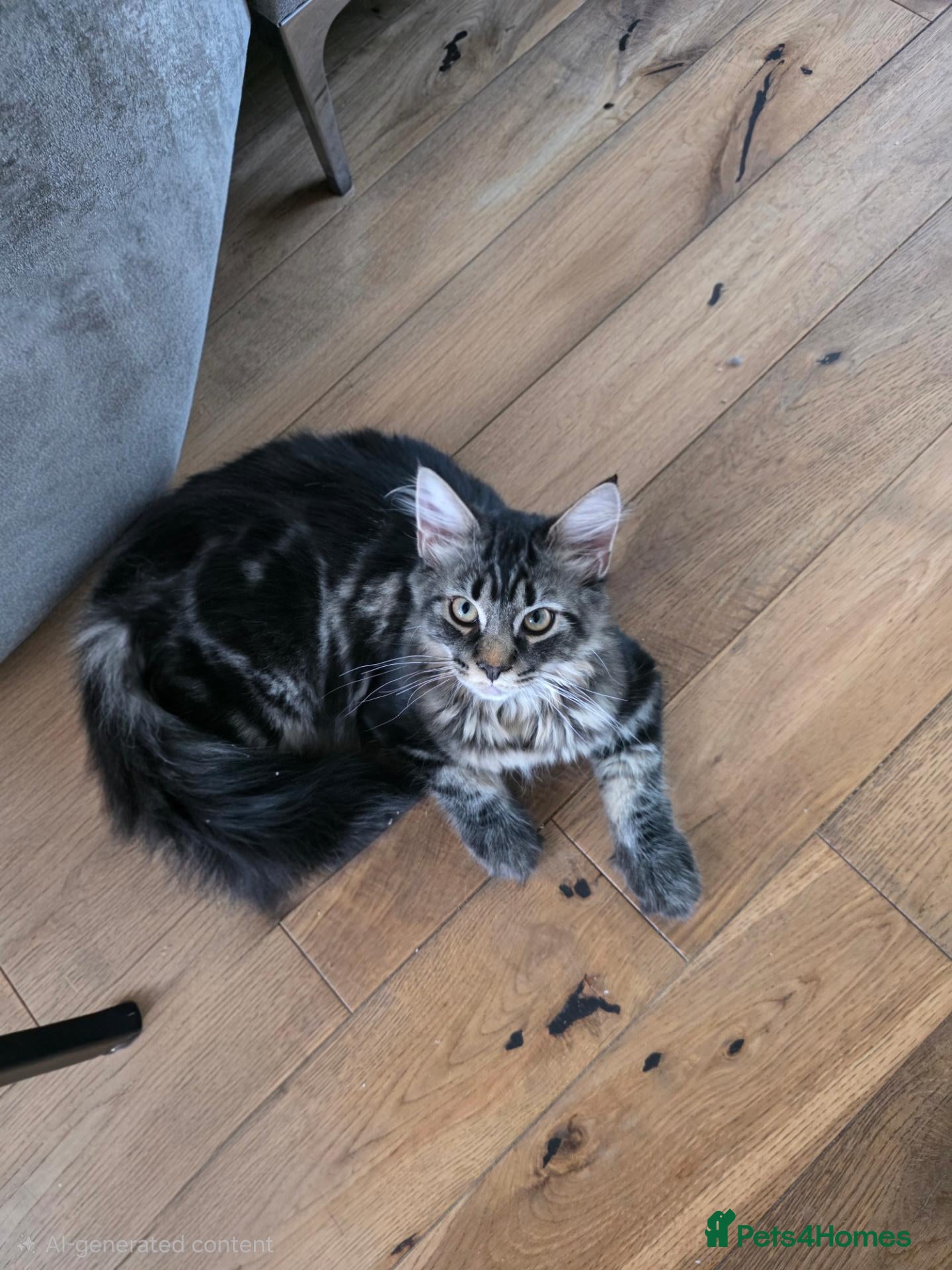 Maine Coon cats Ready now adorable maine coon Kittens 2 boys - Advert 2