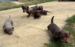 Miniature Dachshund dogs for sale: KC Registered Miniature Dachshund Puppies For Sale - Image 14