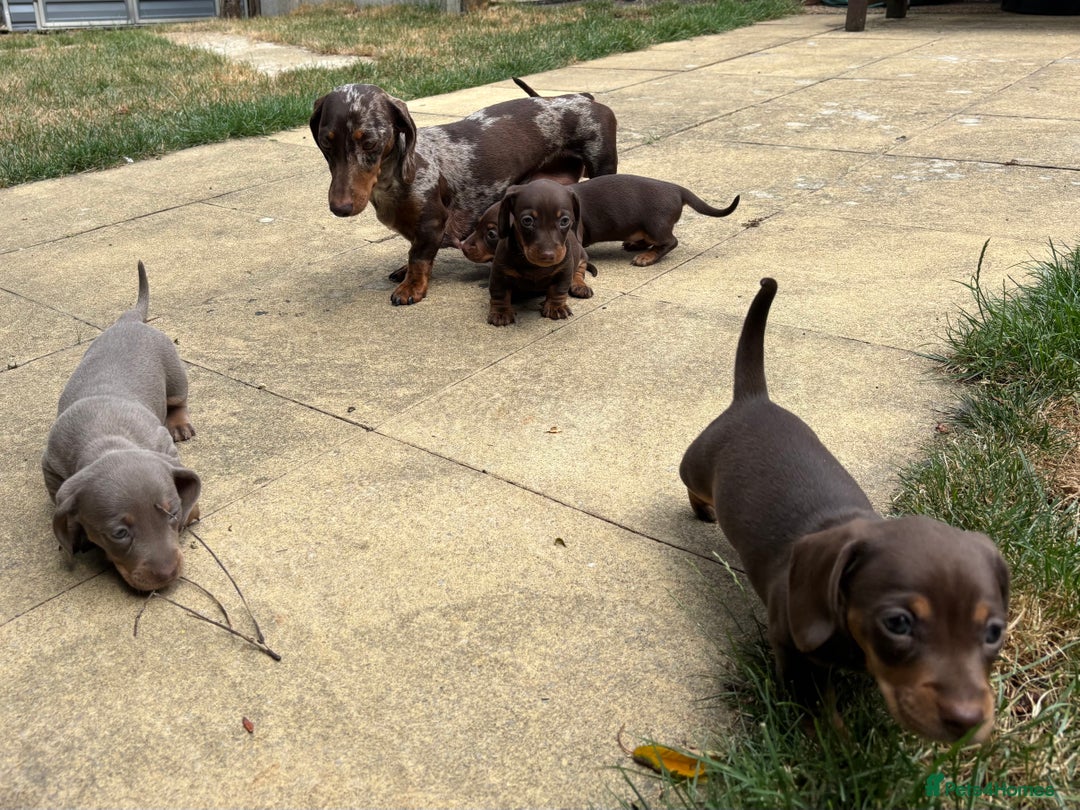 Miniature Dachshund dogs for sale: KC Registered Miniature Dachshund Puppies For Sale - Image 14