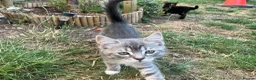 Bengal cats for sale: Gorgeous Bengal x British Short hair kittens - Advert 14