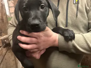 Labrador Retriever dogs Labrador Puppies - Advert 5