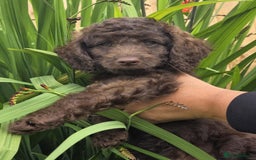 Sproodle dogs for sale: Gorgeous Chocolate Sproodle Puppies - Image 27