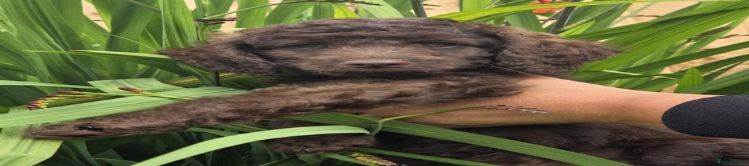Forest (green) 