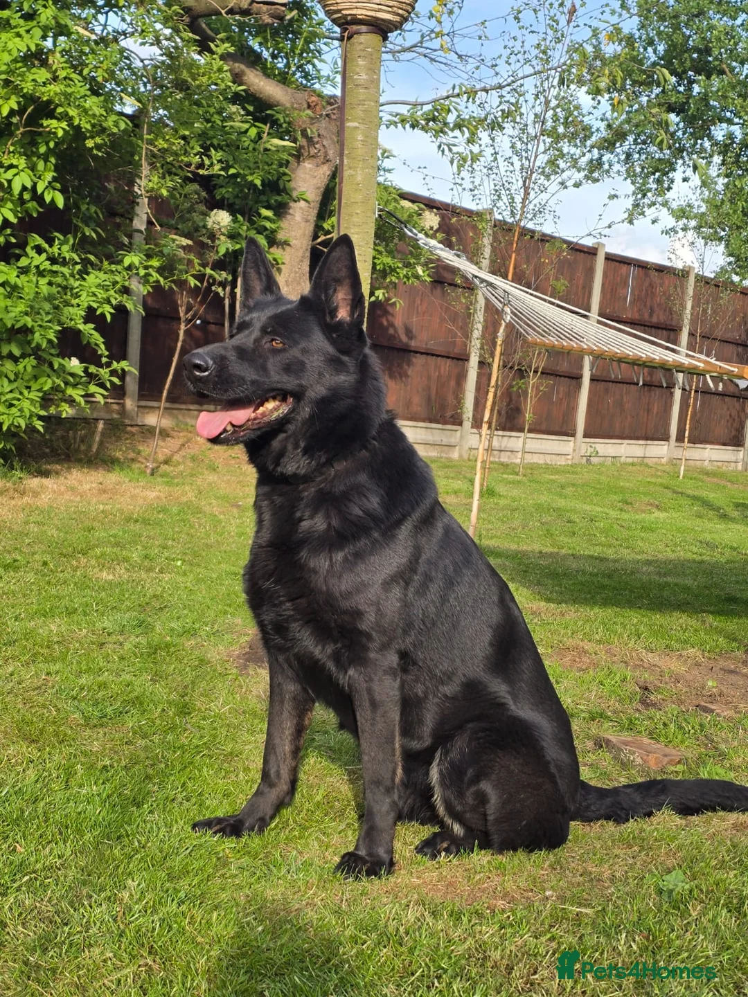 German Shepherd dogs for sale: Outstanding KC German Shepherd puppies - Advert 20