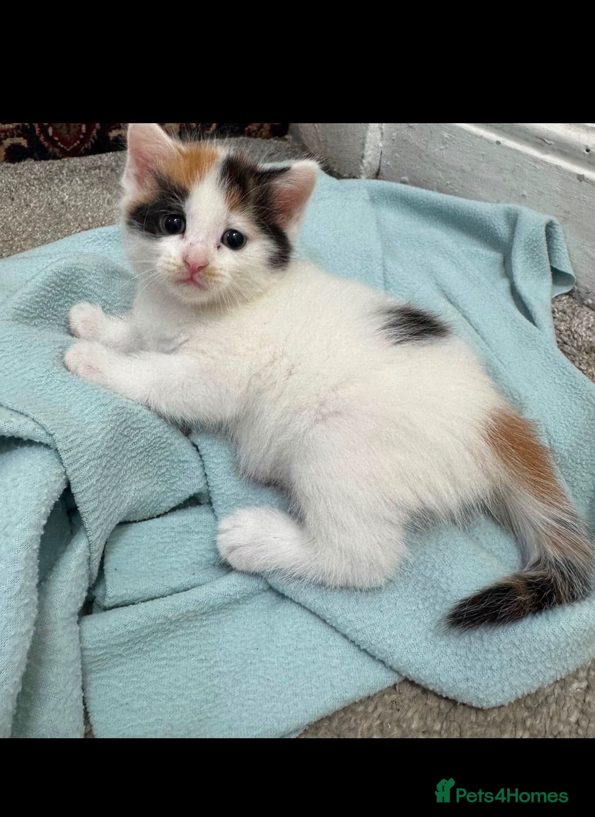Mixed Breed cats Female ginger black and white mix kitten  - Advert 2