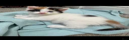 Mixed Breed cats for sale: Female ginger black and white mix kitten  - Advert 1