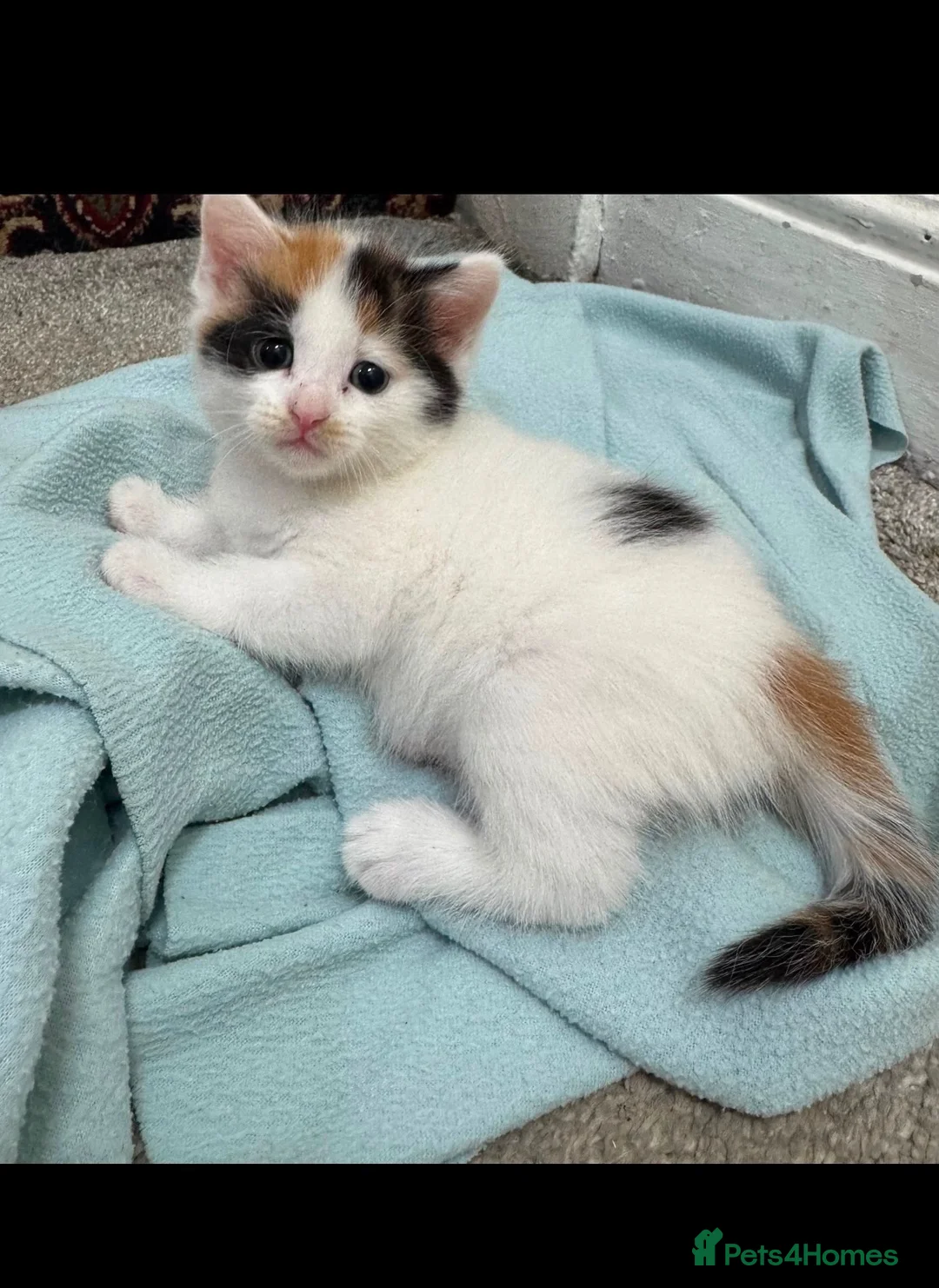 Mixed Breed cats for sale: Female ginger black and white mix kitten  - Advert 1