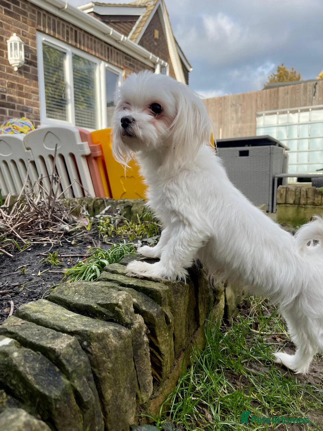 Maltese dogs for sale: Loving Home Wanted for Sweet Maltese Girl - Advert 3