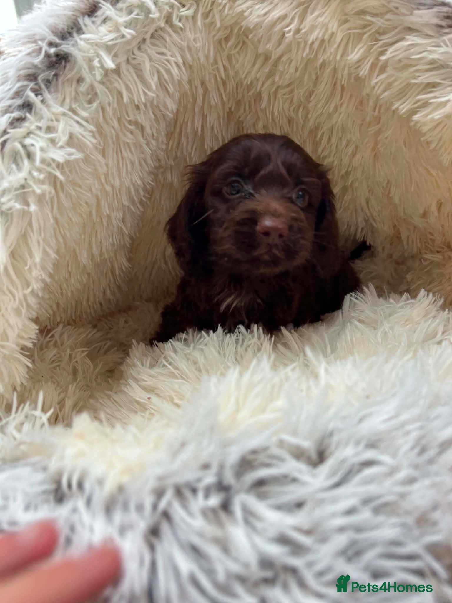 Cockapoo dogs Miniature F1 Cockapoo Puppies - Advert 1