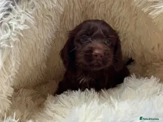 Cockapoo dogs Miniature F1 Cockapoo Puppies - Advert 1