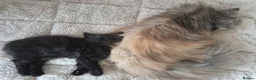 Persian cats for sale: Persian cross kitten - Advert 3