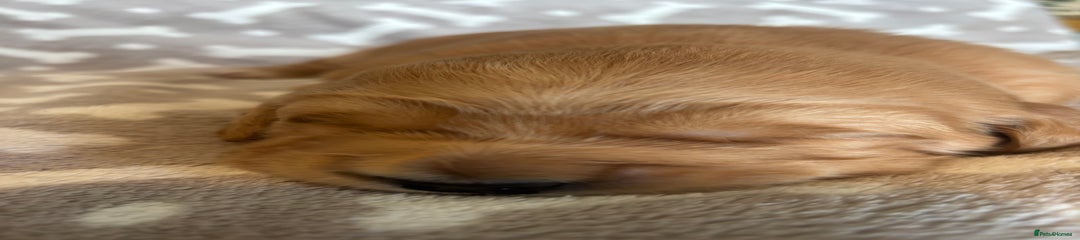 Golden Retriever Puppy 2