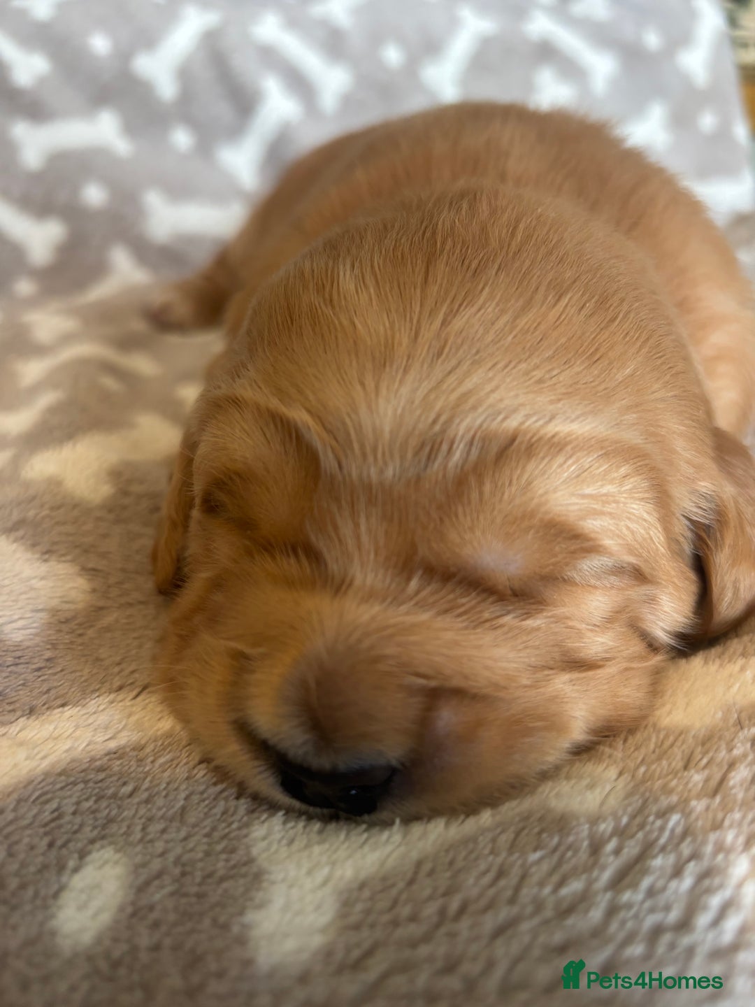 Golden Retriever dogs for sale: Beautiful KC Registered Golden Retrievers for Sale - Image 16