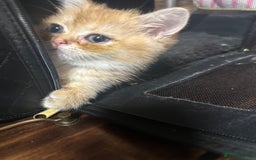 British Shorthair cats for sale: Pedigree Golden BSH Black tipped kitten  - Image 6