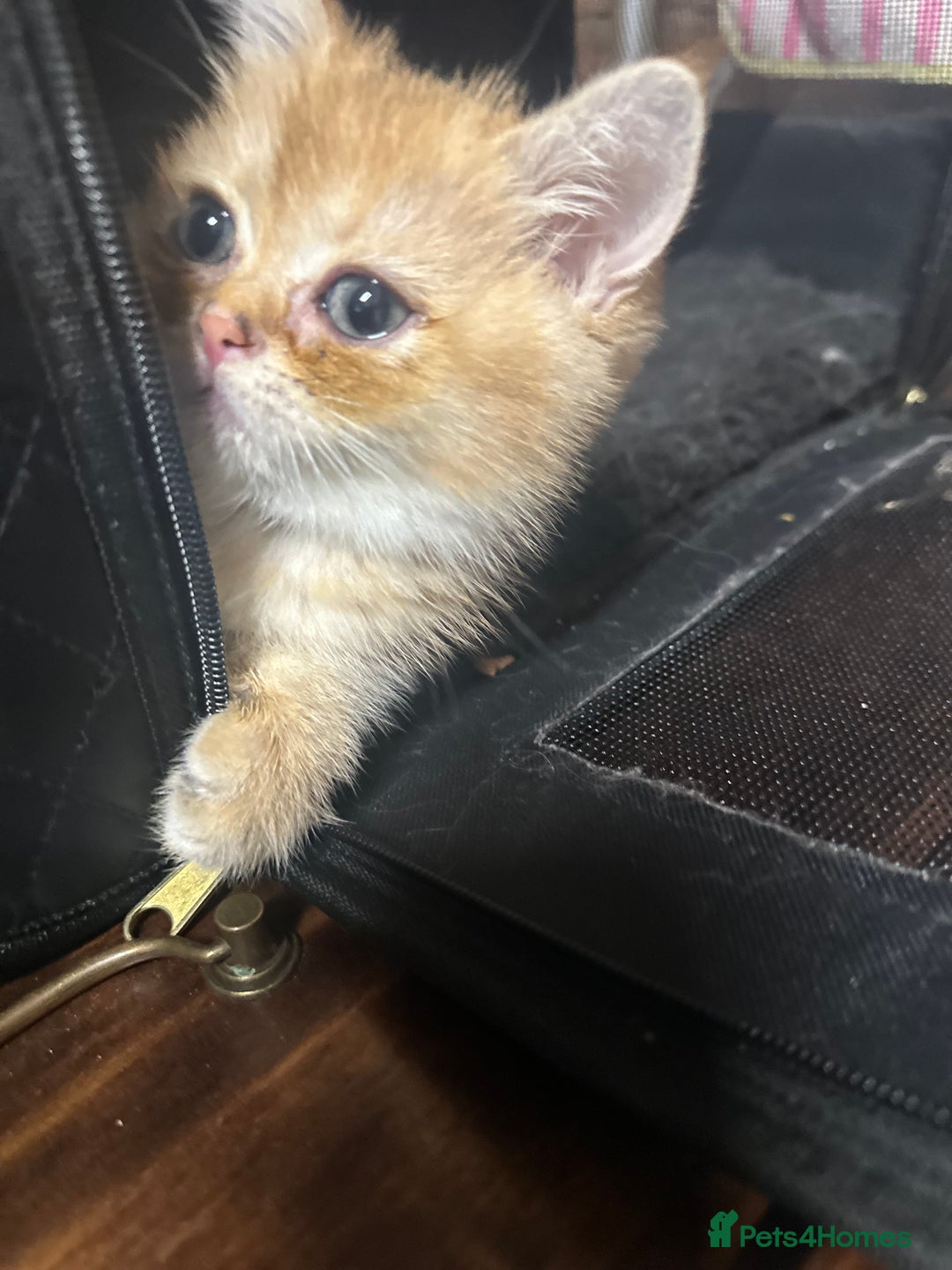 British Shorthair cats for sale: Pedigree Golden BSH Black tipped kitten  - Image 6