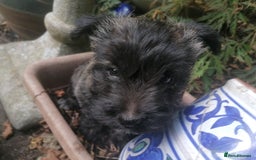 West Highland Terrier dogs for sale: Wairns: Westie/Cairn Pups - Image 8