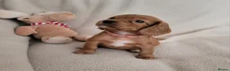 Cocker Spaniel dogs for sale: Small Health Tested Working Cocker Pups - Advert 5