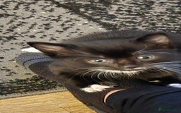 Mixed Breed cats for sale: 3 kittens looking for their forever homes.  - Image 8