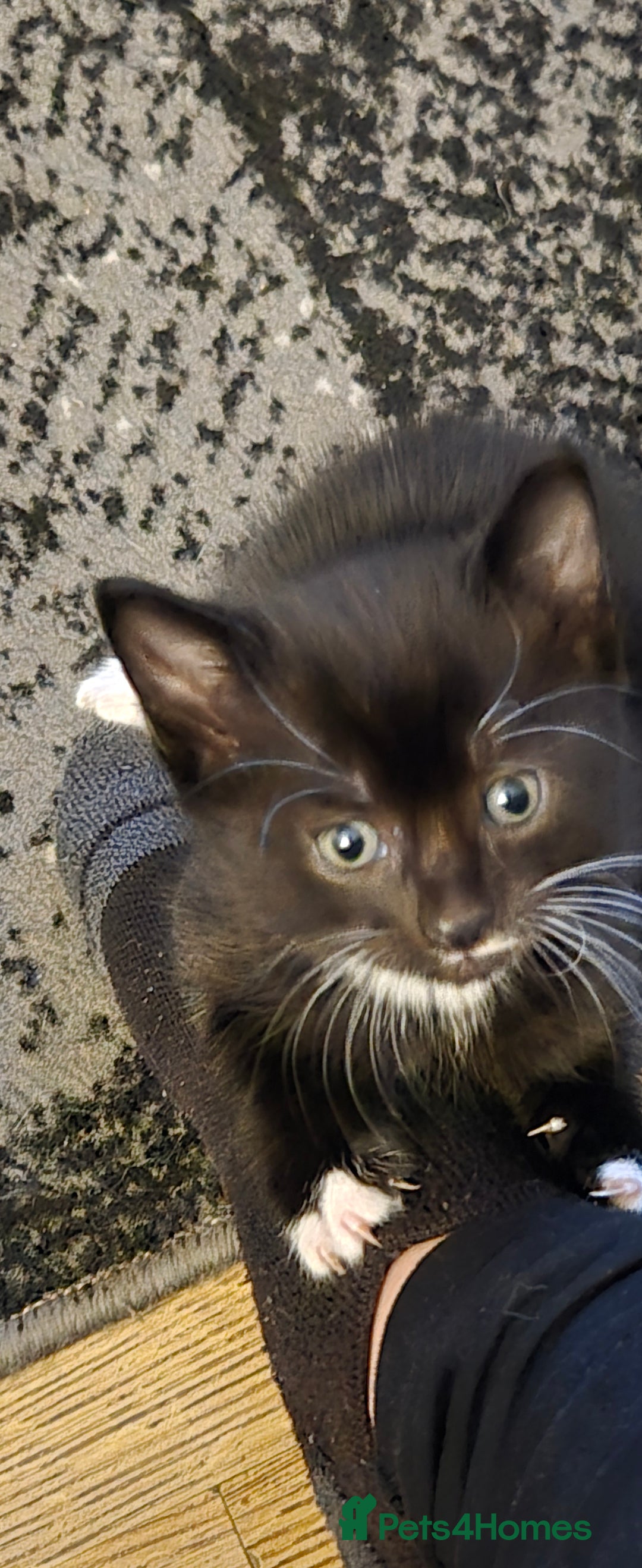 Mixed Breed cats for sale: 3 kittens looking for their forever homes.  - Image 8