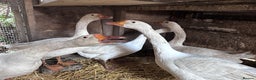 Geese poultry for sale: Nice tempered Geese x5  - Advert 4