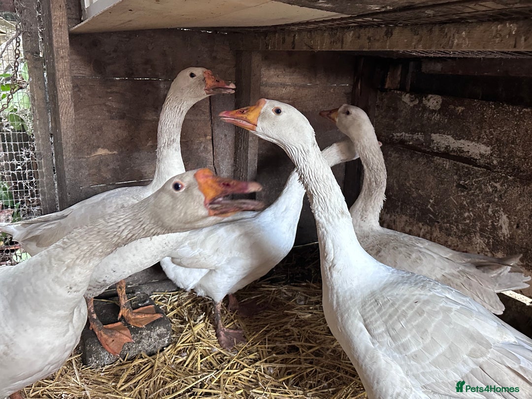 Geese poultry for sale: Nice tempered Geese x5  - Advert 4