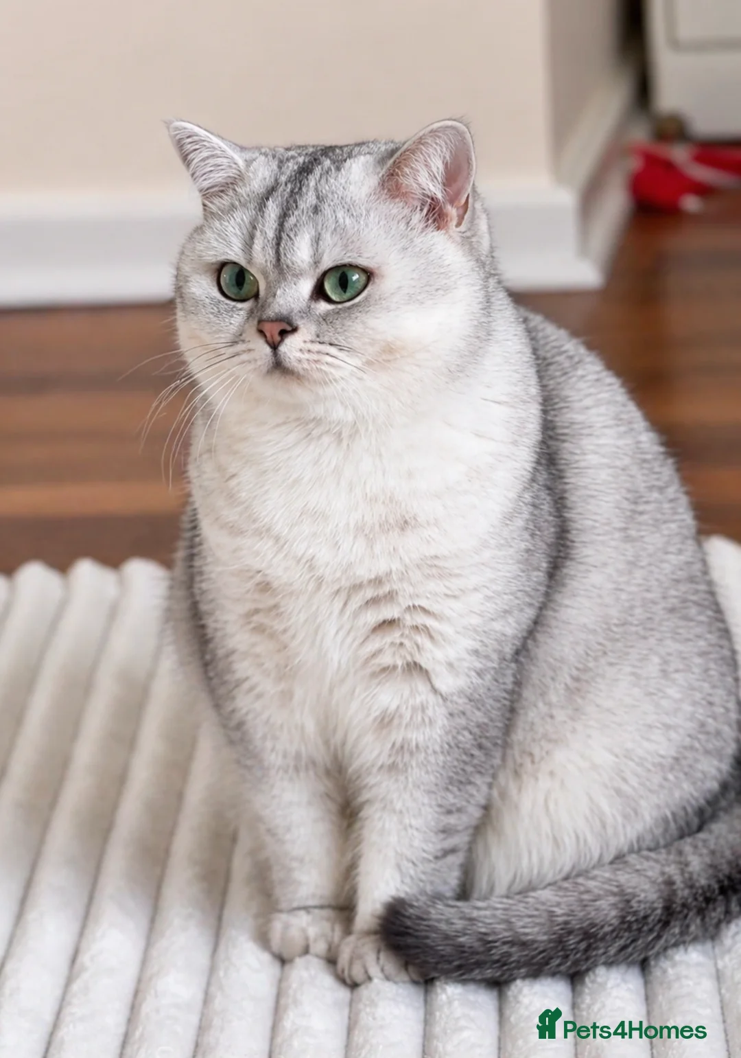 British Shorthair cats for sale: British Shorthair kittens - TICA registered in Blyth - Advert 1