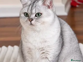 British Shorthair cats British Shorthair kittens - TICA registered - Advert 2