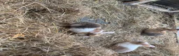 English Lop rabbits for sale: 5 baby rabbits - Advert 8
