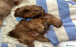 Shih Tzu dogs for sale: Stunning Karashishi Shih tzus - Image 1