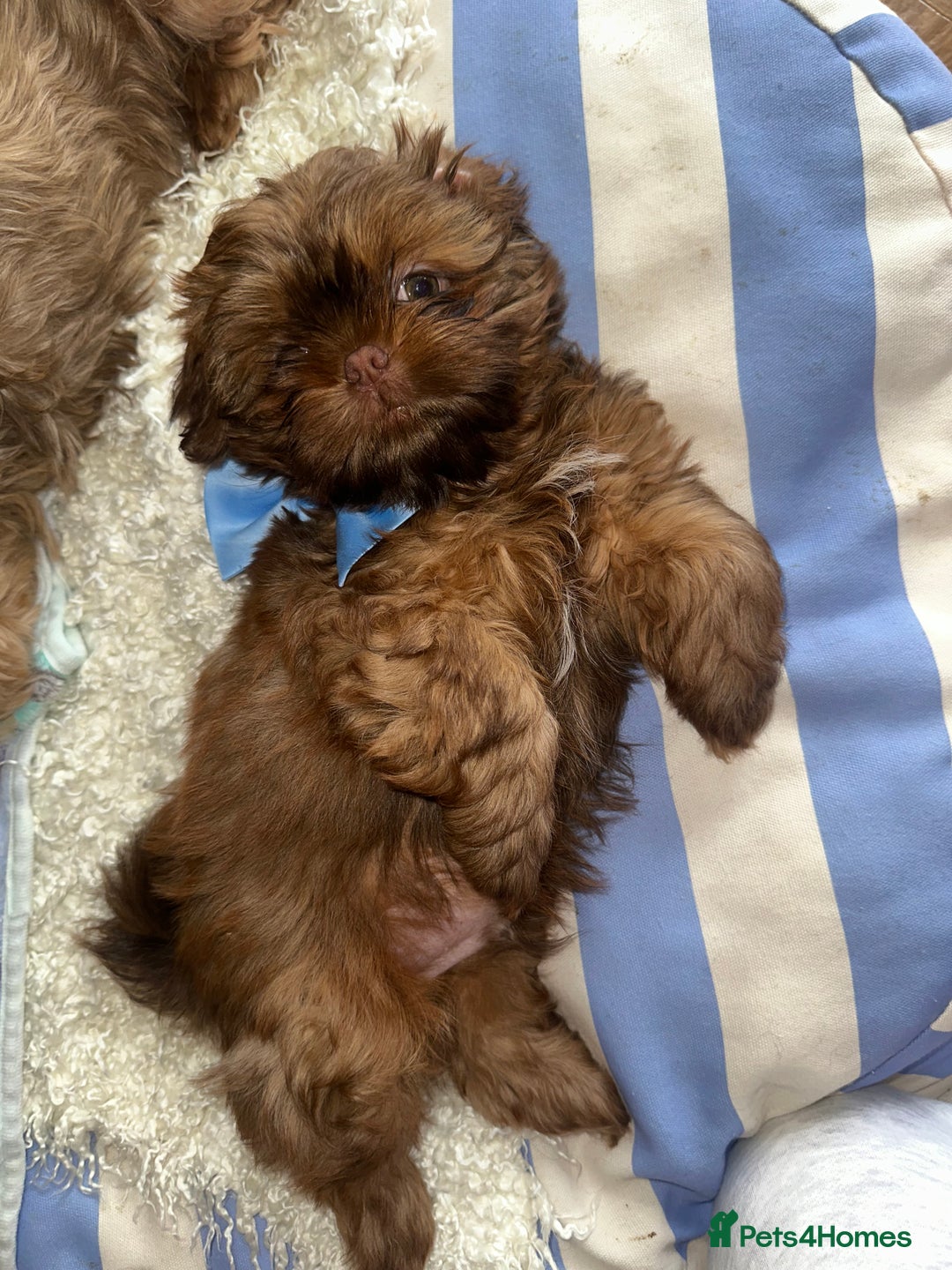 Shih Tzu dogs for sale: Stunning Karashishi Shih tzus - Image 1