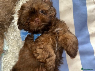 Shih Tzu dogs - Advert 10