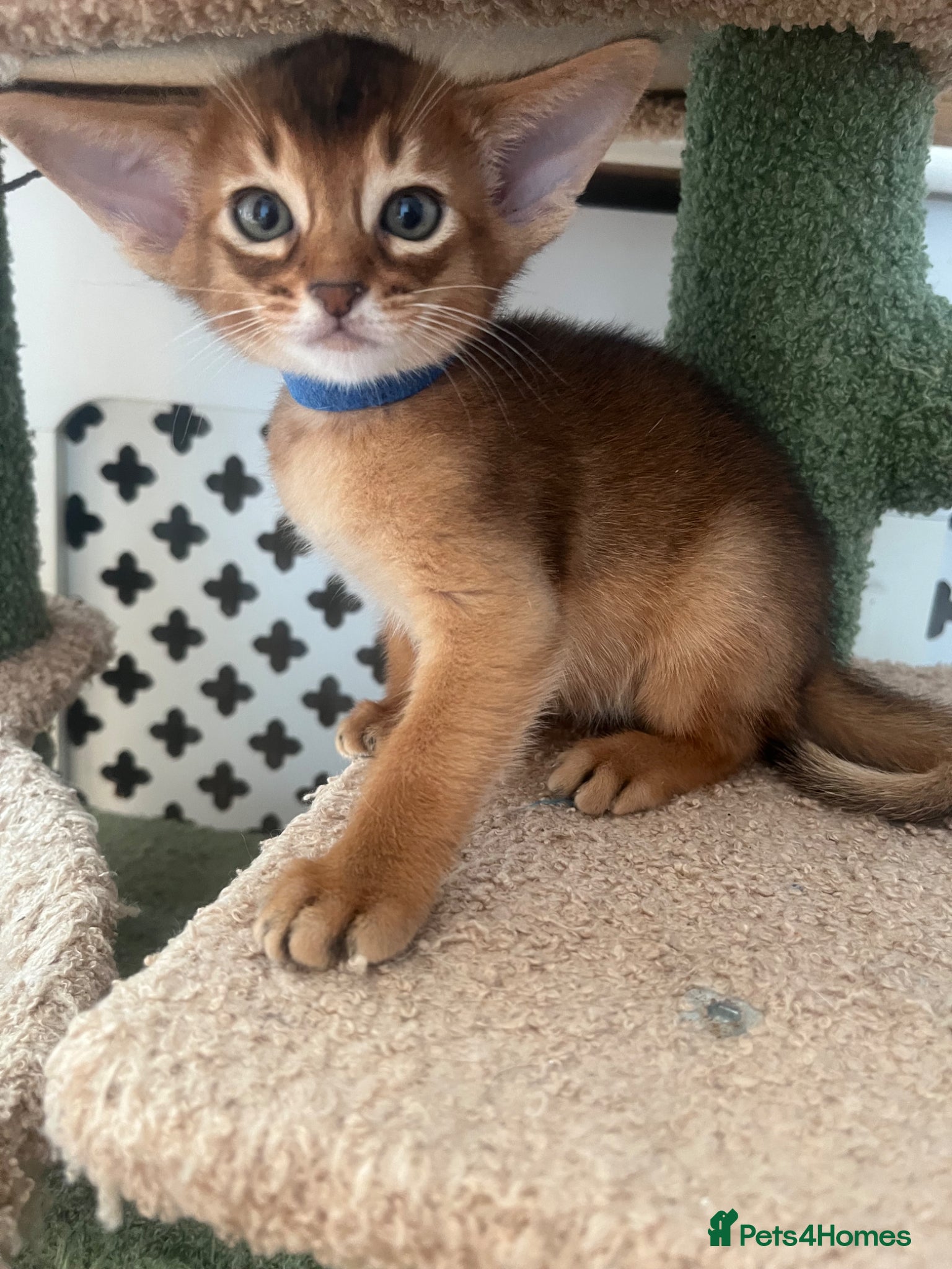 Abyssinian cats Adorable Abyssinian kittens - Advert 1