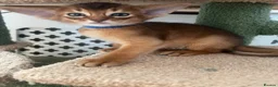 Abyssinian cats for sale: Adorable Abyssinian kittens - Advert 4