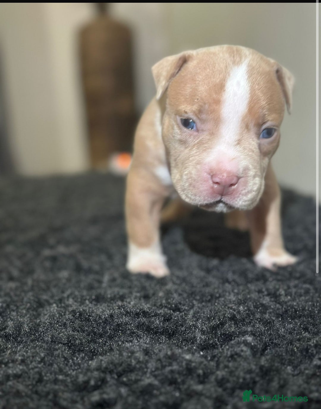 Mixed Breed dogs for sale: STUNNING!!! Staffy Cross Puppies!!! - Image 18