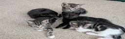 Mixed Breed cats for sale: Kittens - Advert 6