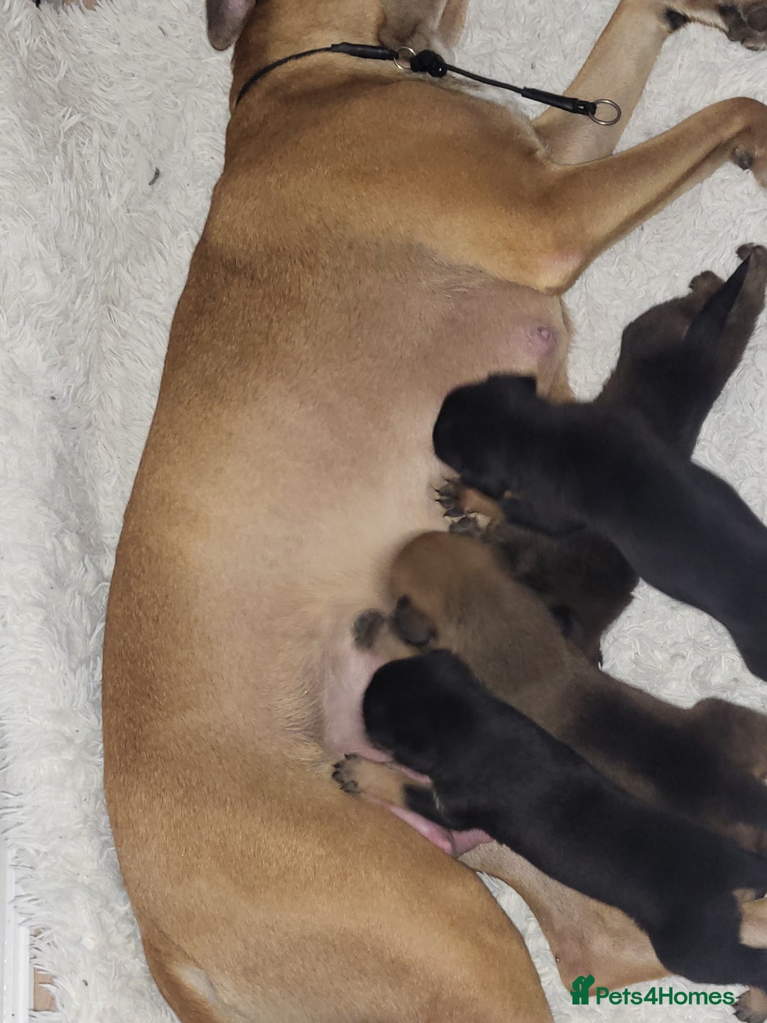 Mixed Breed dogs for sale: Beautiful Ridgeback Staffy x Rottweiler Puppies - Advert 35