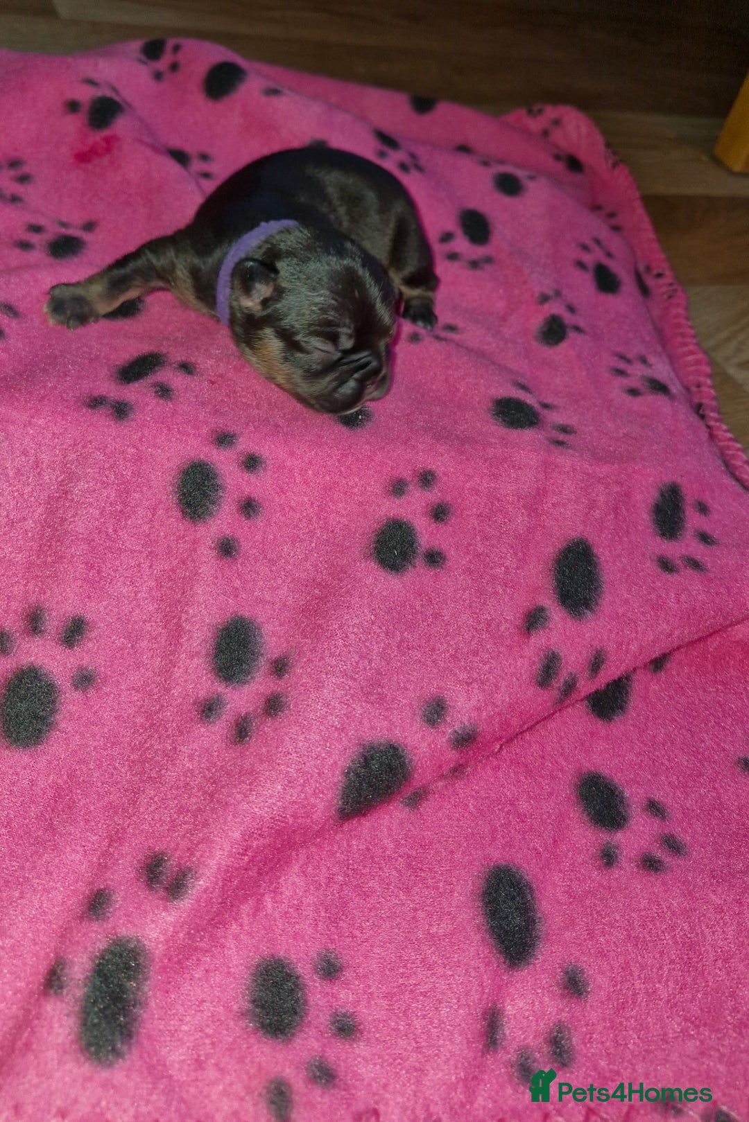 French Bulldog dogs for sale: French bulldog - Advert 3