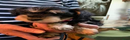 Schnoodle dogs for sale: Happy confident Schnoodle puppies  - Advert 33