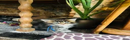 Maine Coon cats for sale: Stunning pedigree Maine coon kittens TICA  - Advert 22
